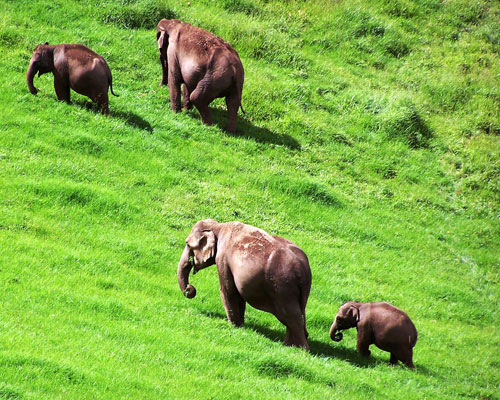 gap road in munnar