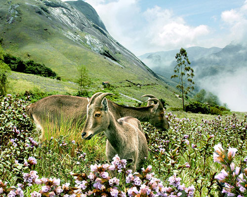 tea plantations in munnar